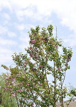 櫻花圖片