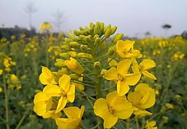 油菜花圖片