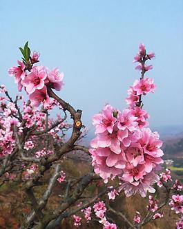 桃花圖片
