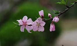 桃花圖片