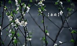 梨花圖片