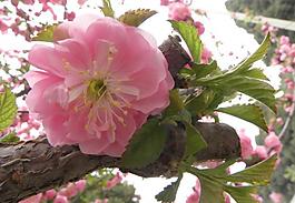 梅花圖片