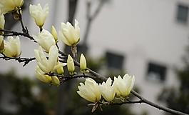 白玉蘭圖片
