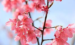 梅花圖片