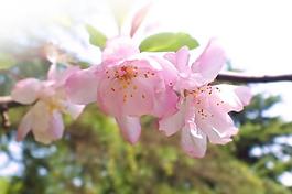 桃花圖片