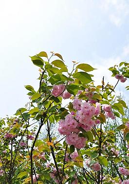 櫻花圖片