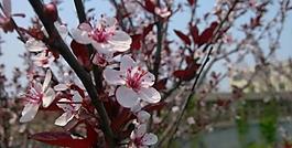 桃花圖片