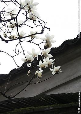 玉蘭花圖片