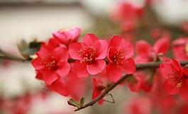 海棠花圖片
