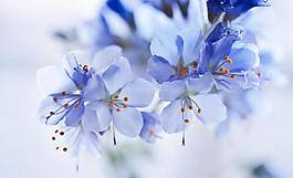 櫻花圖片