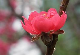 桃花圖片
