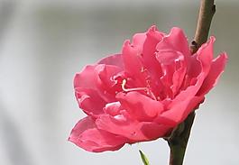 桃花圖片