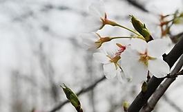 櫻花圖片