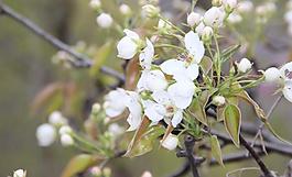 櫻花圖片