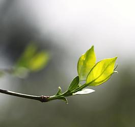 嫩芽圖片