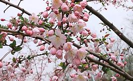 繁花圖片