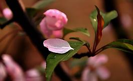 海棠花 花朵 花树图片