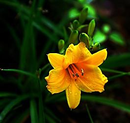 碧桃花圖片
