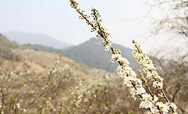 梨花圖片