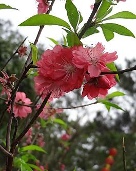桃花圖片