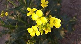 油菜花圖片