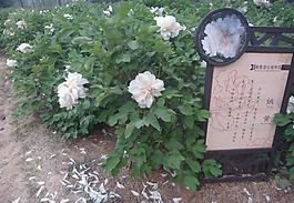 牡丹圖片