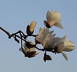 玉蘭花圖片