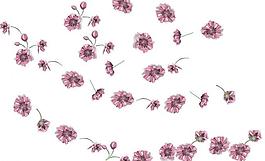 鮮花 花朵 花圖片