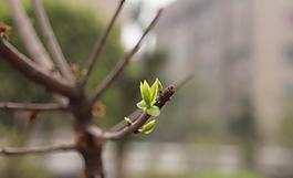 嫩芽圖片