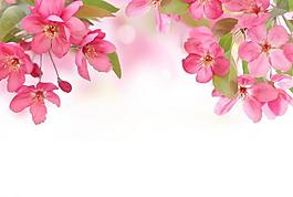 鮮花圖片