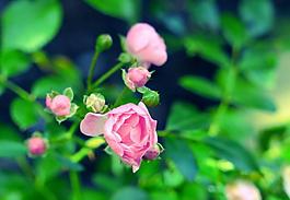 鮮花圖片