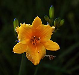 碧桃花圖片