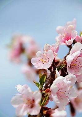 桃花圖片