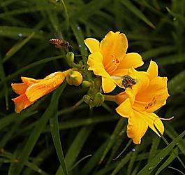 碧桃花圖片