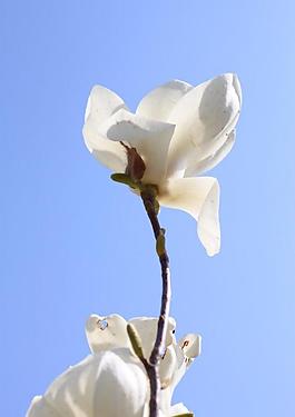 玉蘭花圖片