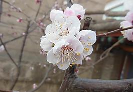 杏花圖片