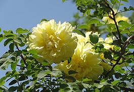 菊花圖片