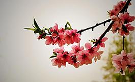 桃花图片