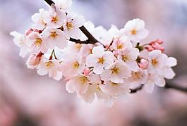 櫻花圖片