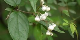 山花圖片