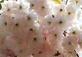 櫻花圖片
