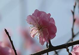 櫻花圖片