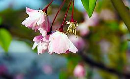 櫻花圖片
