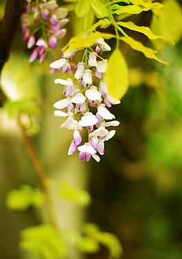 紫藤花圖片