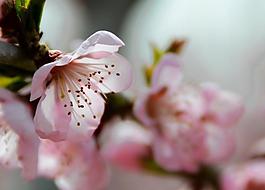 桃花圖片