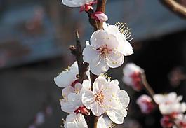 杏花圖片