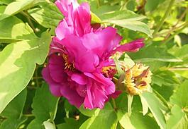 牡丹花圖片