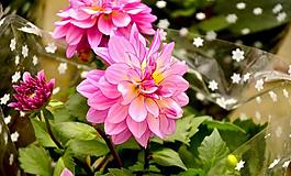 花卉圖片