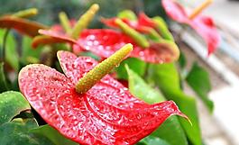 花卉圖片