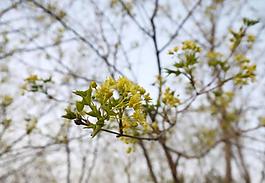 桂花圖片